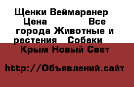 Щенки Веймаранер › Цена ­ 40 000 - Все города Животные и растения » Собаки   . Крым,Новый Свет